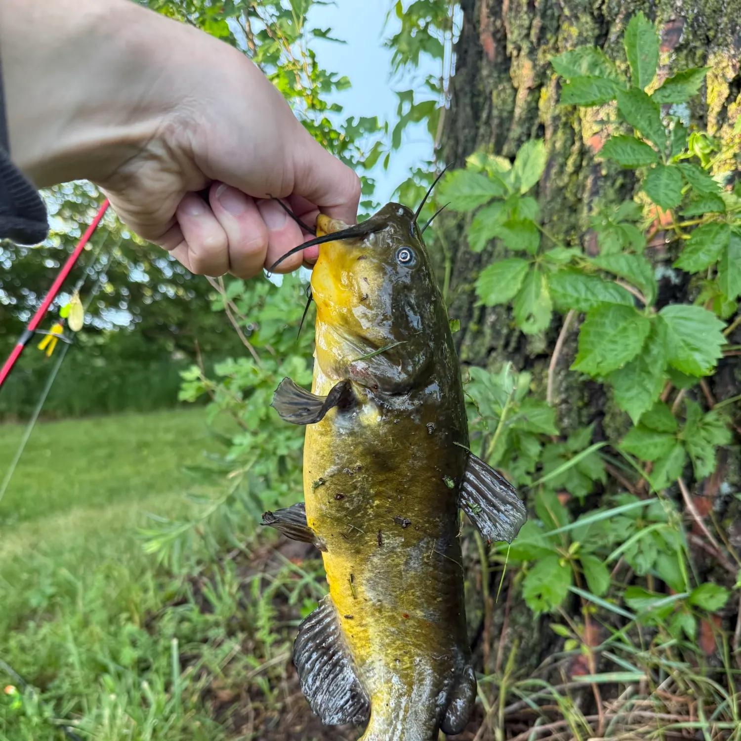 catch