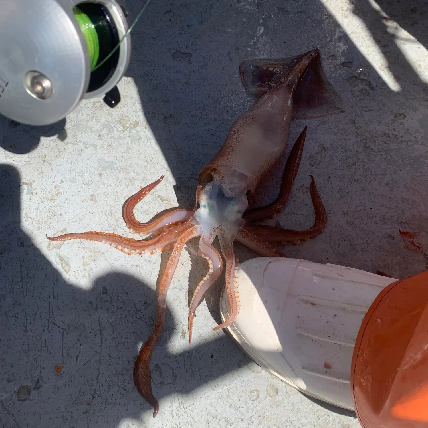 The most recent Northern shortfin squid catches on Fishbrain