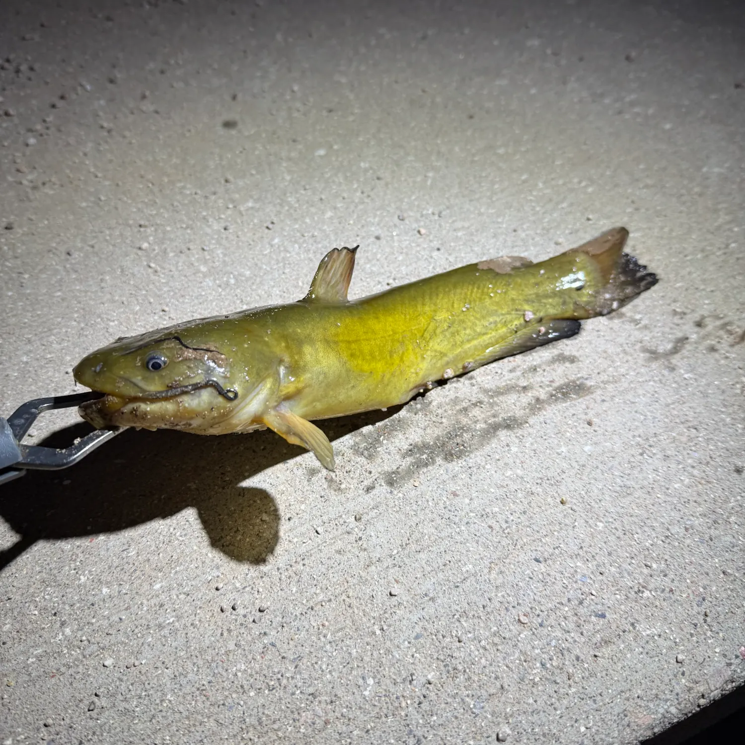 Yellow bullhead caught on Fishbrain