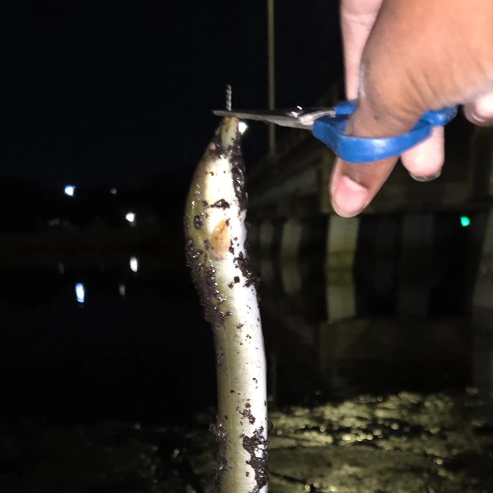 The most recent American eel catches on Fishbrain
