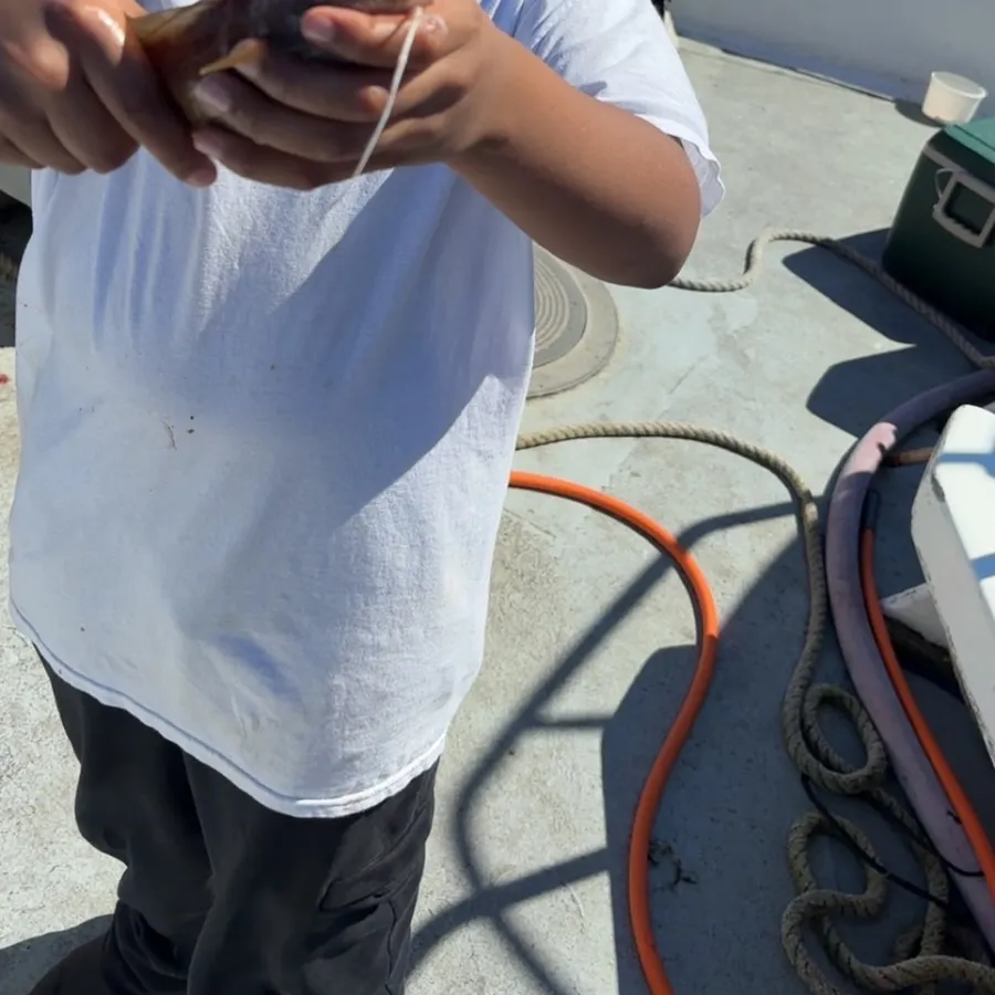 The most recent Common ling catches on Fishbrain