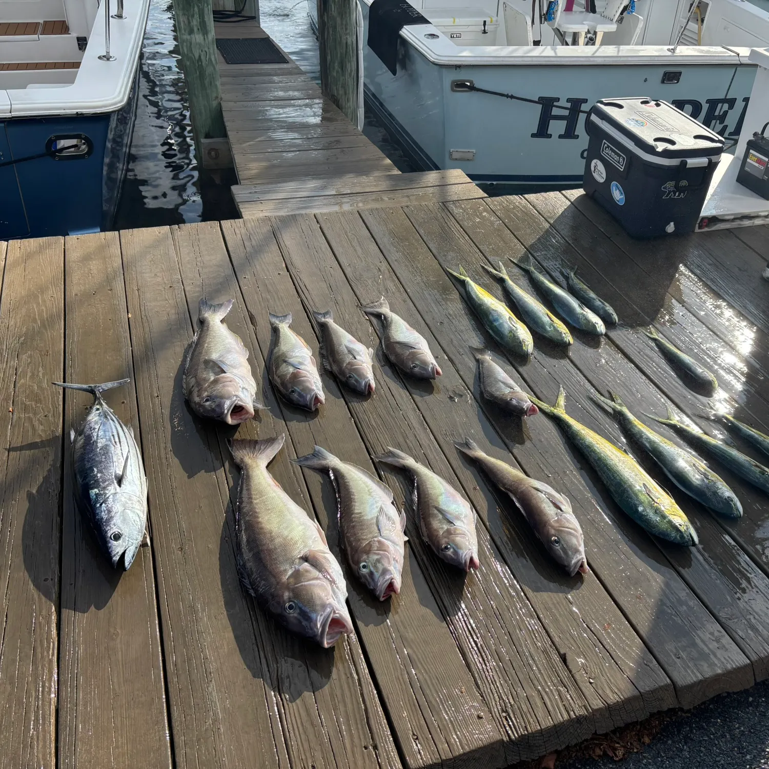 The most recent Grey tilefish catches on Fishbrain