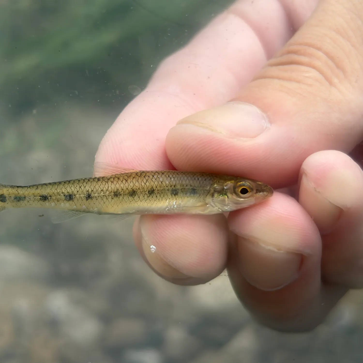The most recent Streamline chub catches on Fishbrain