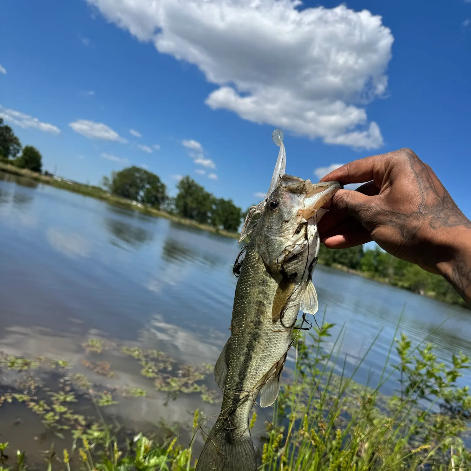 Largemouth bass caught on Fishbrain