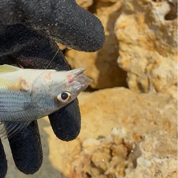 The most recent Tomtate grunt catches on Fishbrain