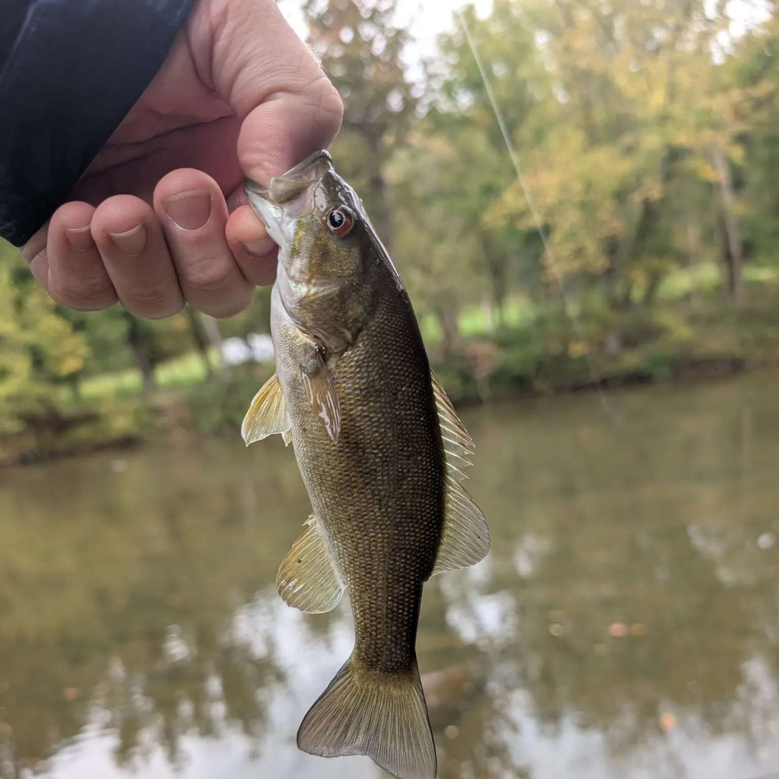 Smallmouth bass caught on Fishbrain