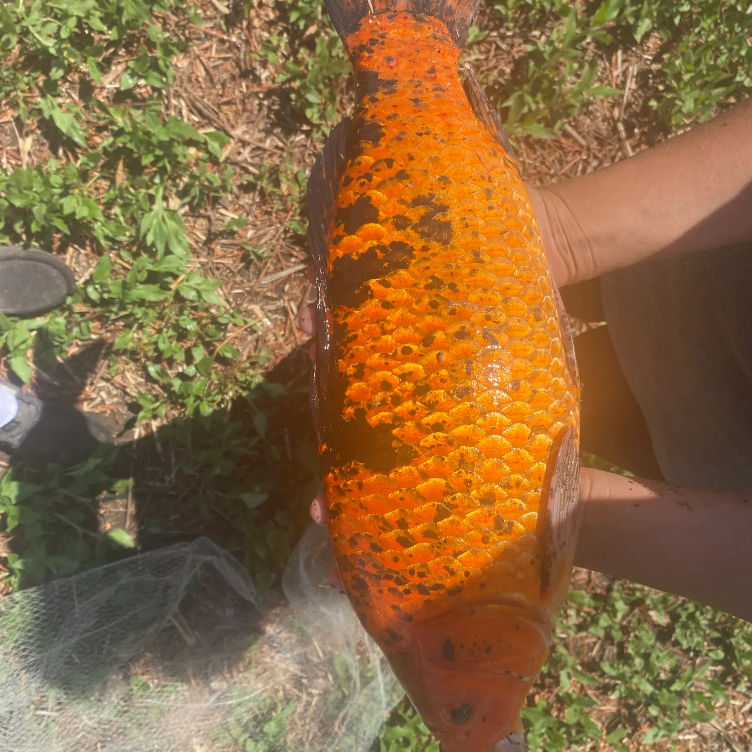 Koi carp caught on Fishbrain