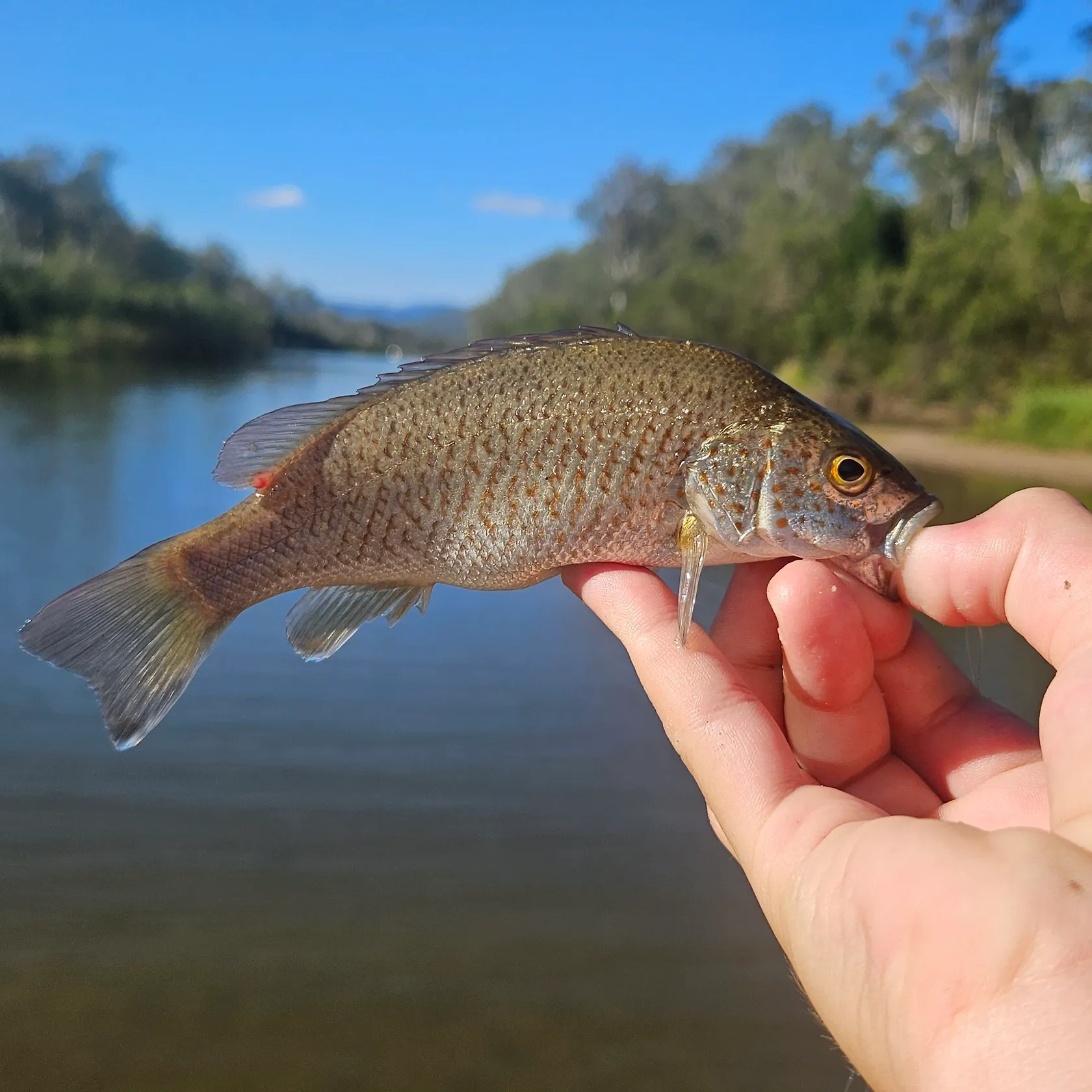 The most recent Spangled perch catches on Fishbrain
