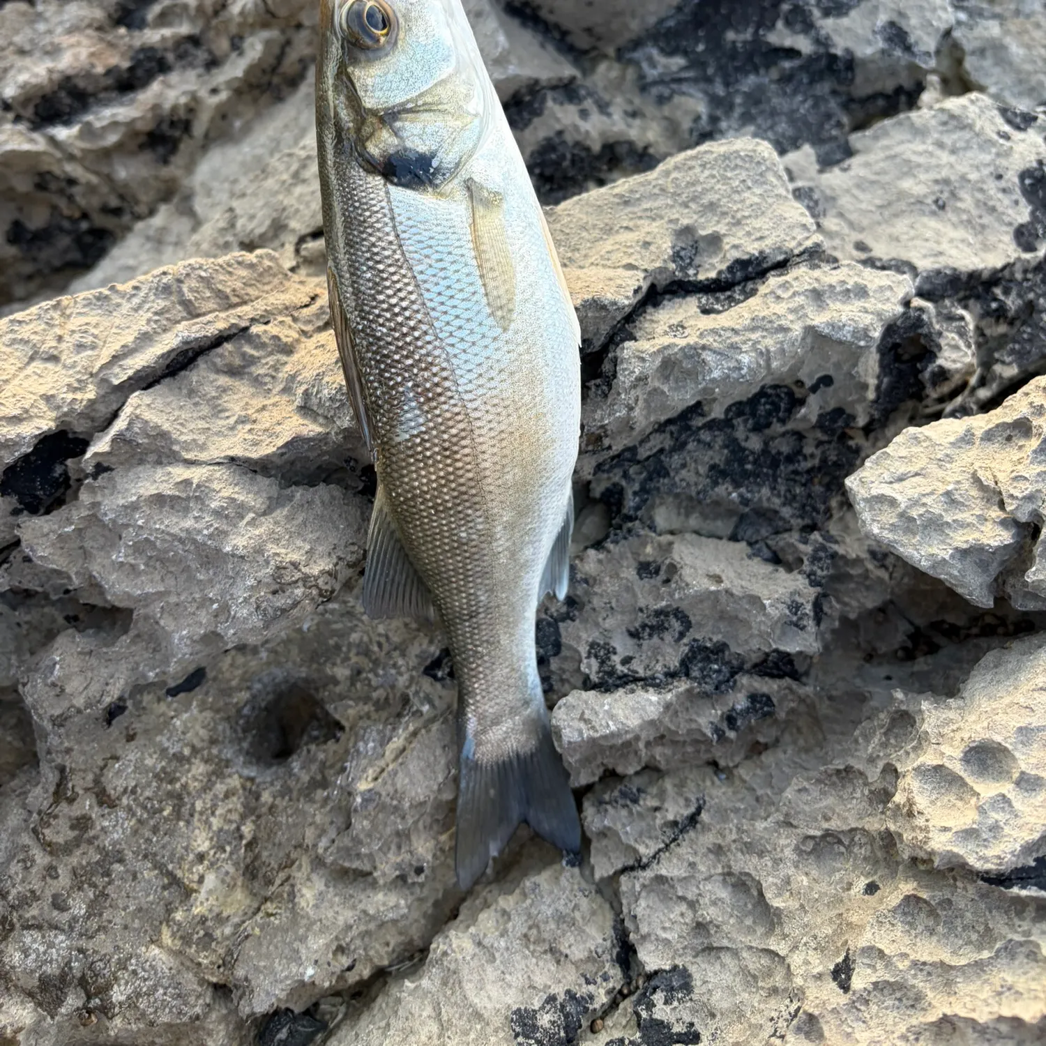 The most recent European seabass catches on Fishbrain