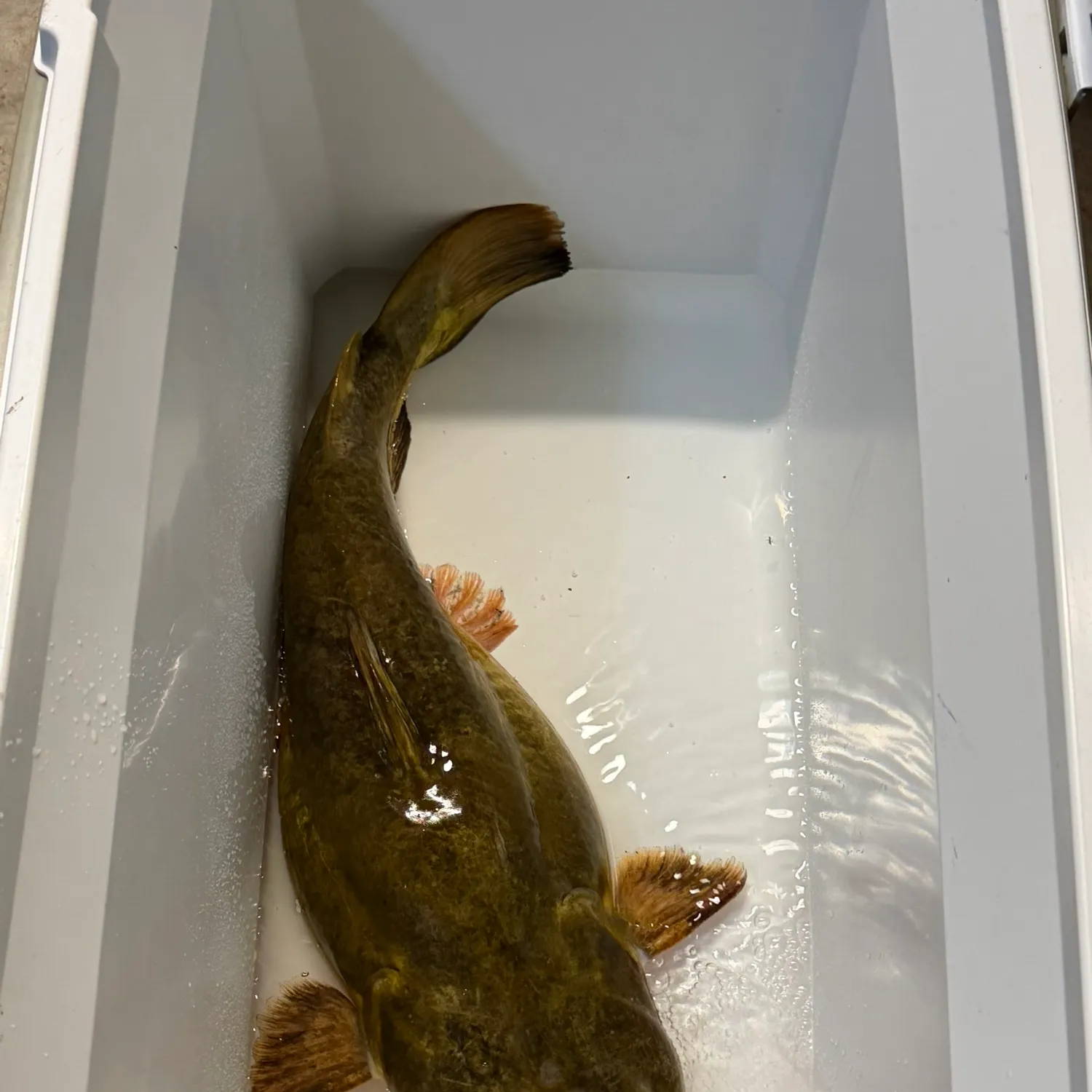 Flathead catfish caught on Fishbrain