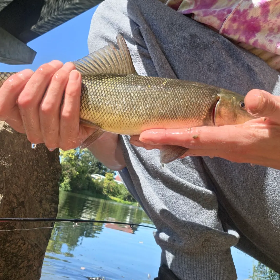 Largescale sucker caught on Fishbrain