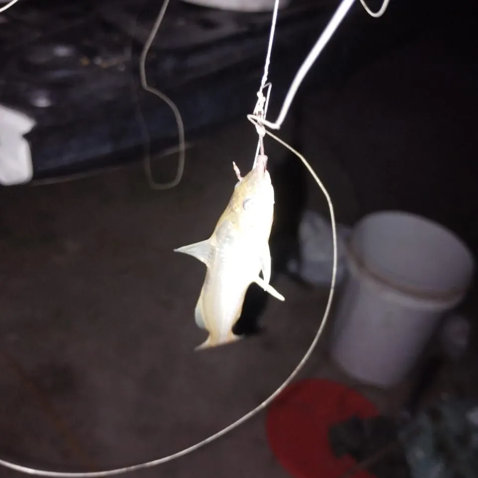 The most recent Spotted pimelodus catches on Fishbrain