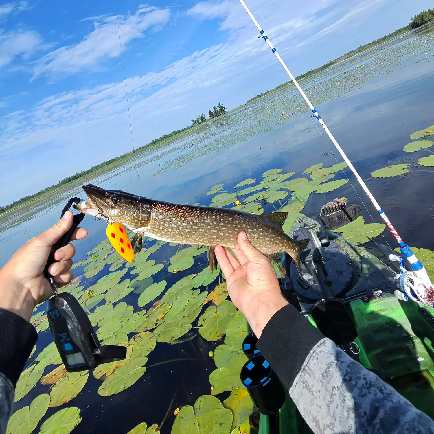 recently logged catches