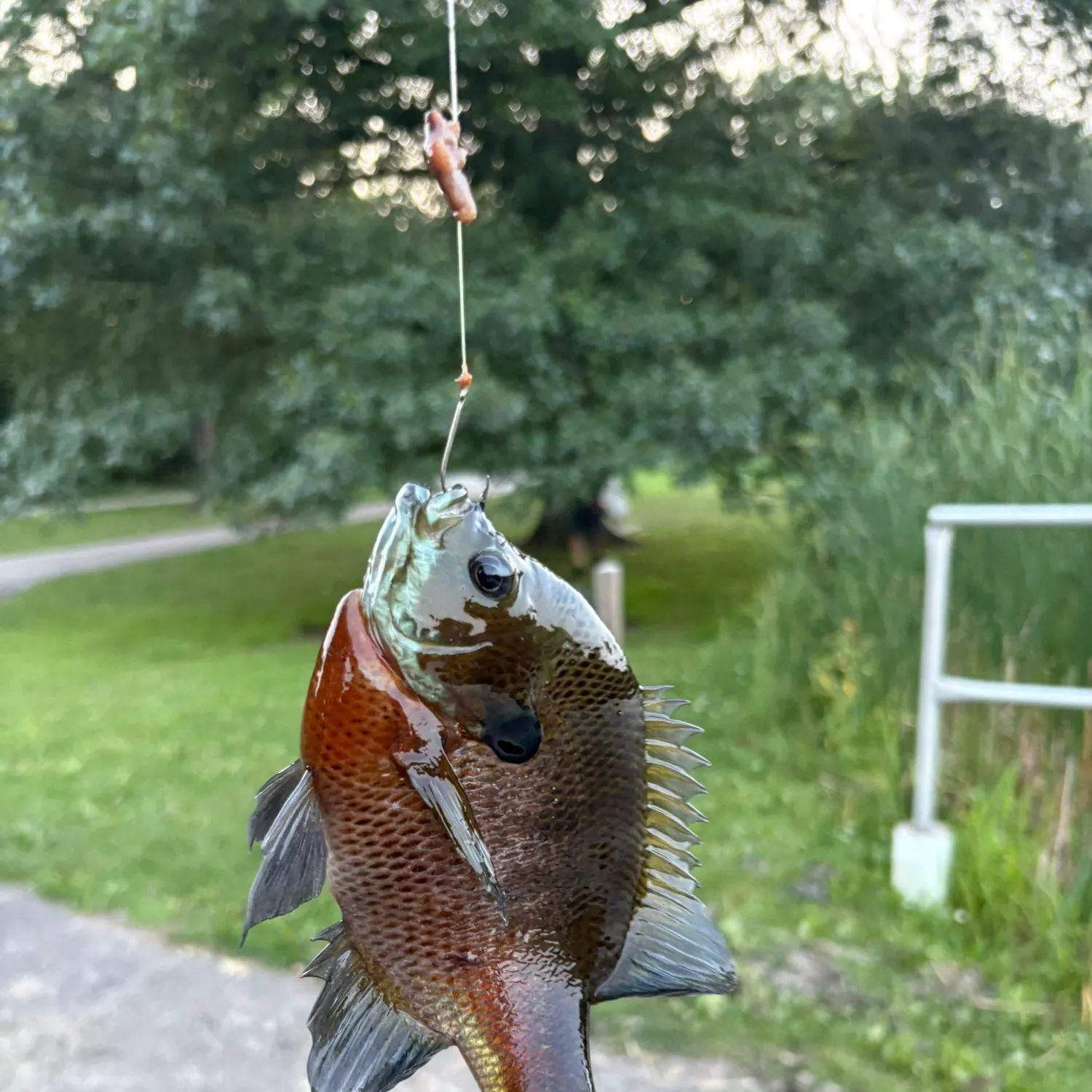 Bluegill caught on Fishbrain