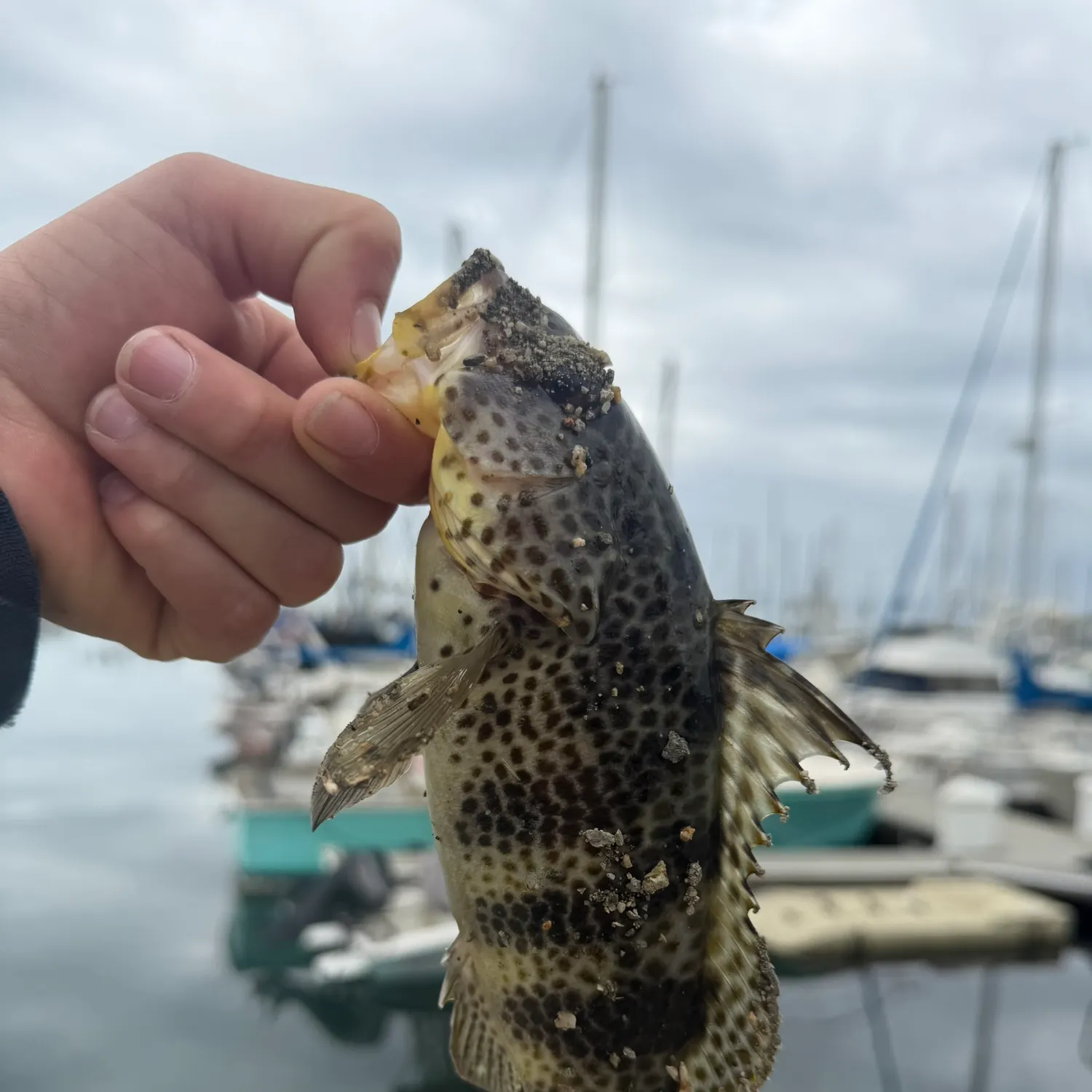 The most recent Spotted sand bass catches on Fishbrain