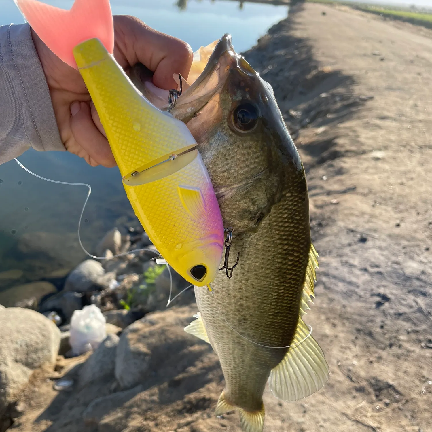 Largemouth bass caught on Fishbrain