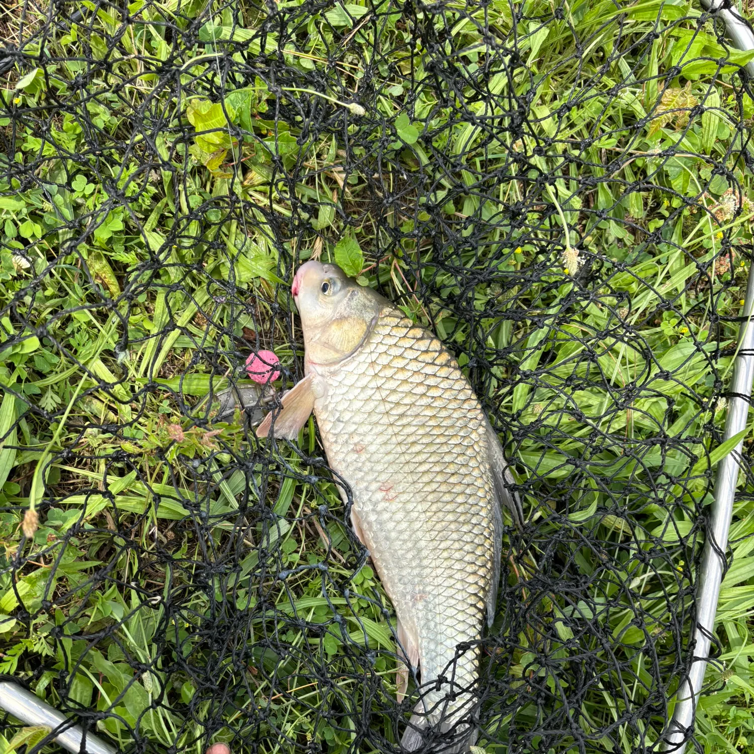 The most recent River carpsucker catches on Fishbrain
