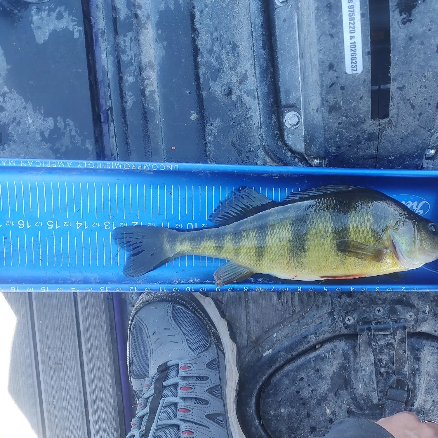 Yellow perch caught on Fishbrain