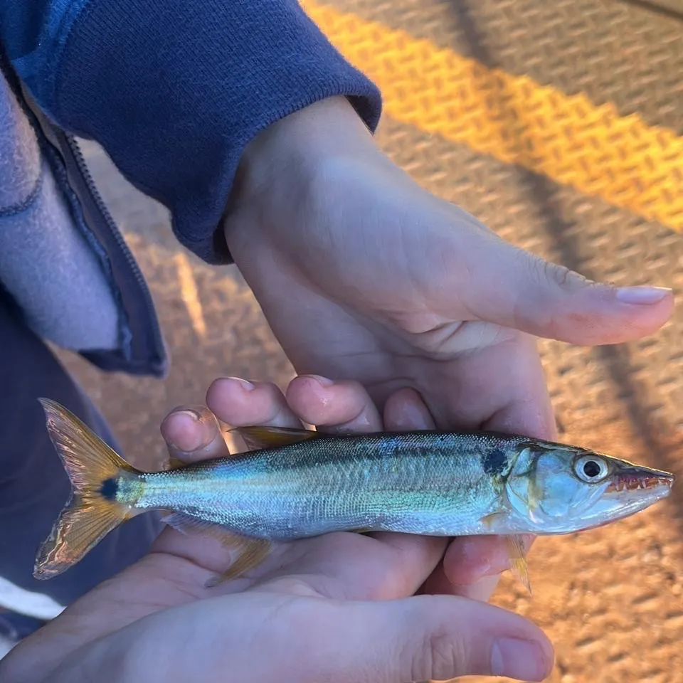Vampire fish caught on Fishbrain
