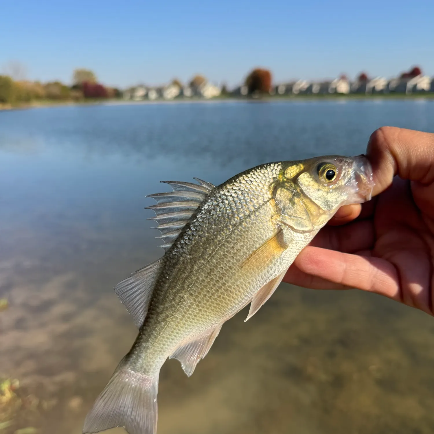 White perch caught on Fishbrain