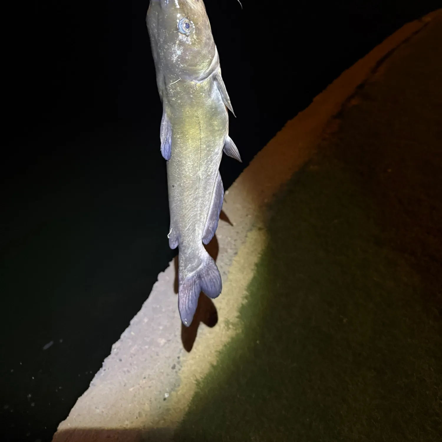 Channel catfish caught on Fishbrain