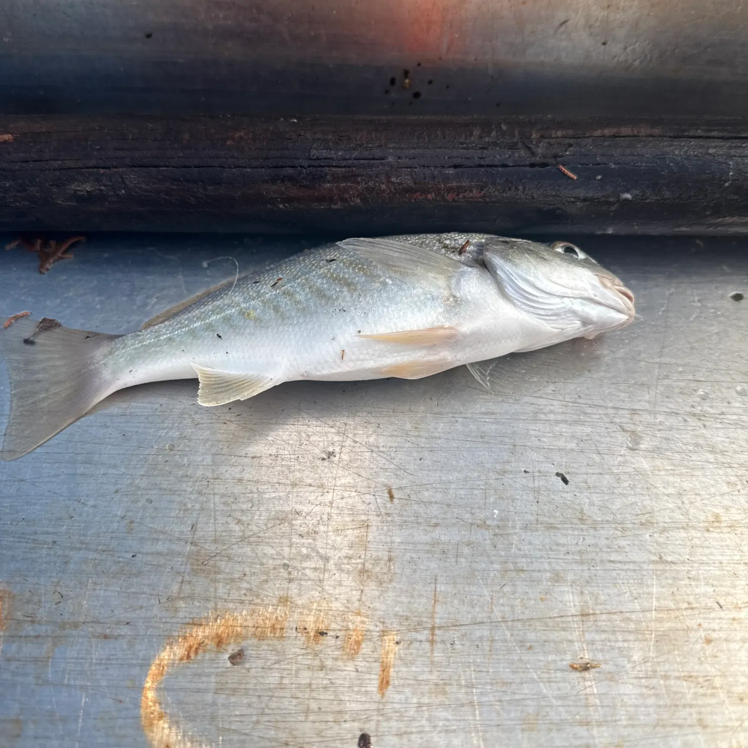 Spot croaker caught on Fishbrain