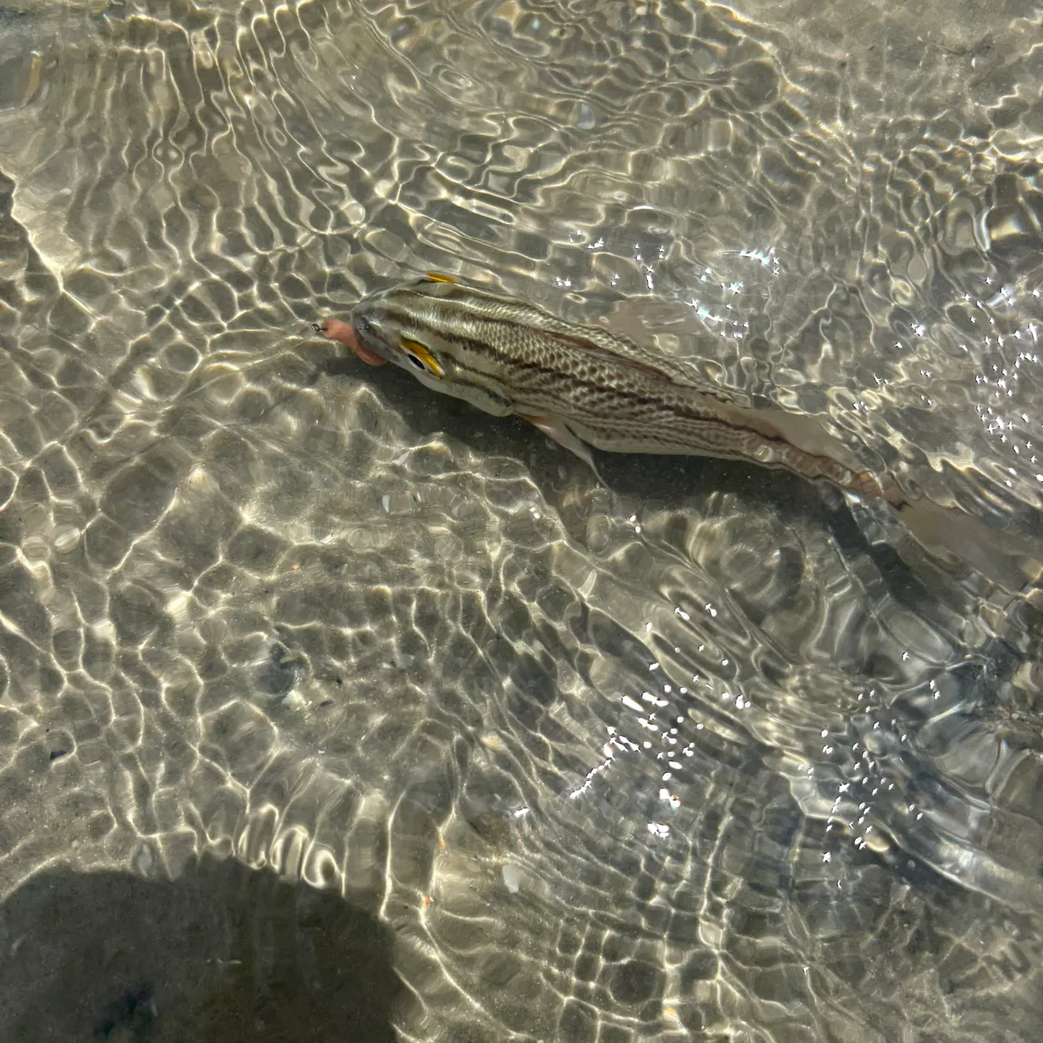 The most recent Caesar grunt catches on Fishbrain