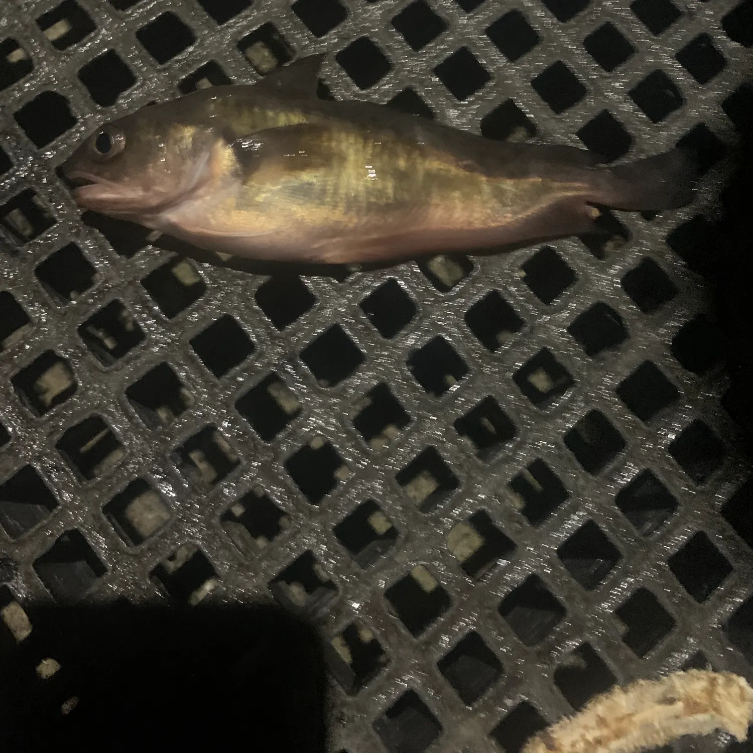 The most popular recent Red codling catch on Fishbrain