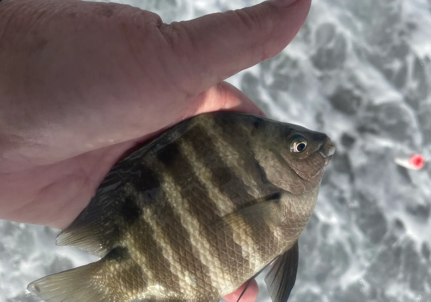 Yellowbelly damselfish