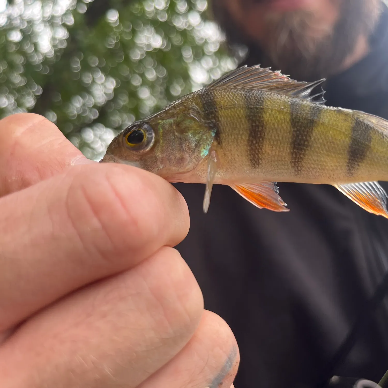 European perch caught on Fishbrain