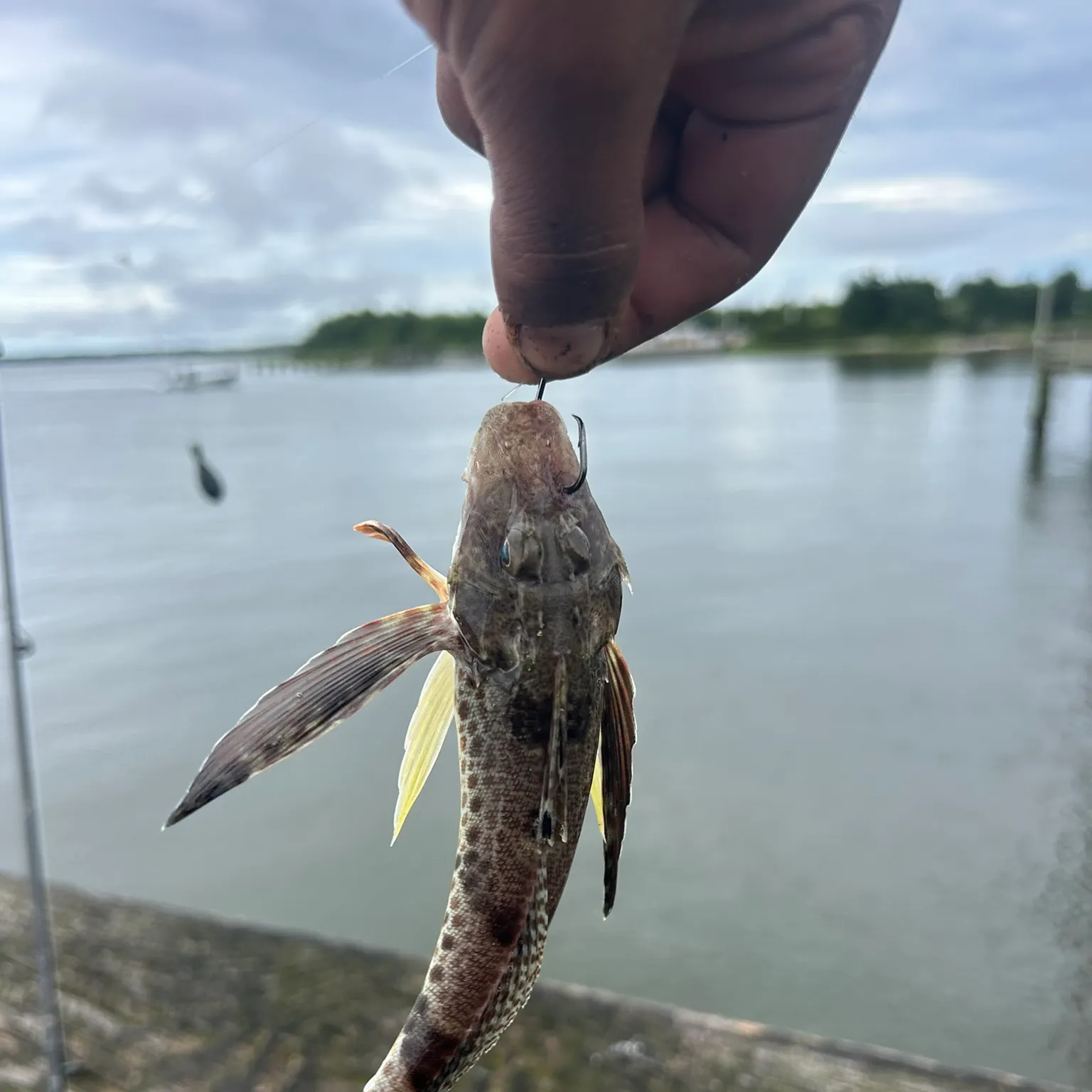 The most recent Northern searobin catches on Fishbrain