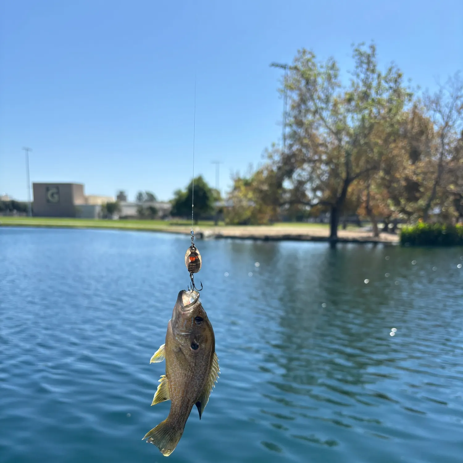 Green sunfish caught on Fishbrain