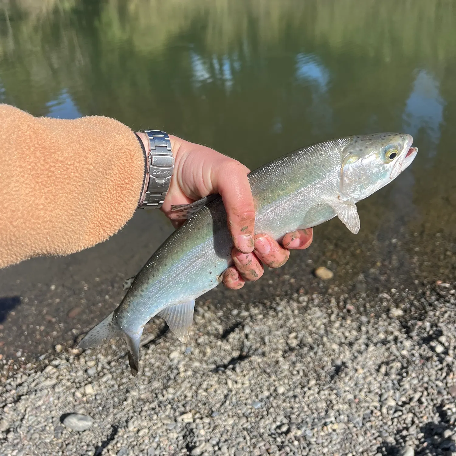 The most recent Steelhead catches on Fishbrain