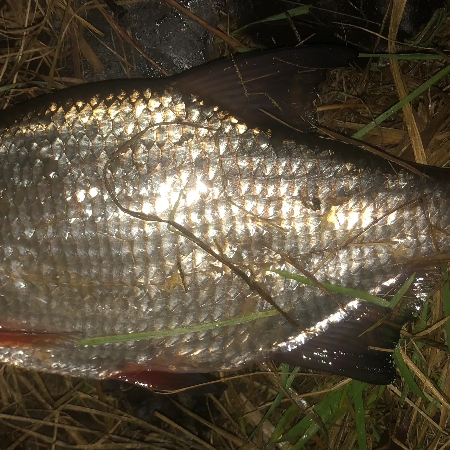 The most recent White bream catches on Fishbrain