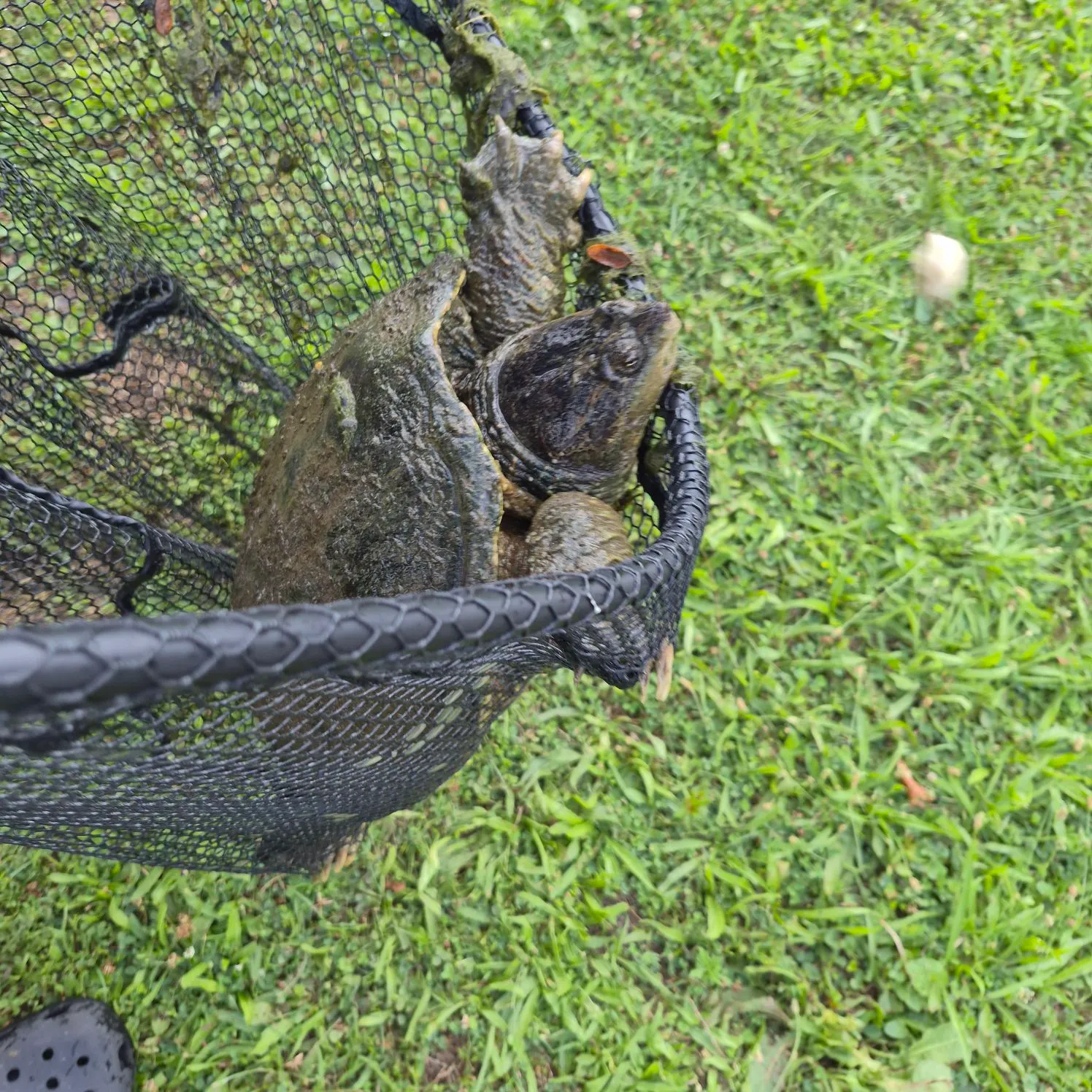 Common snapping turtle caught on Fishbrain