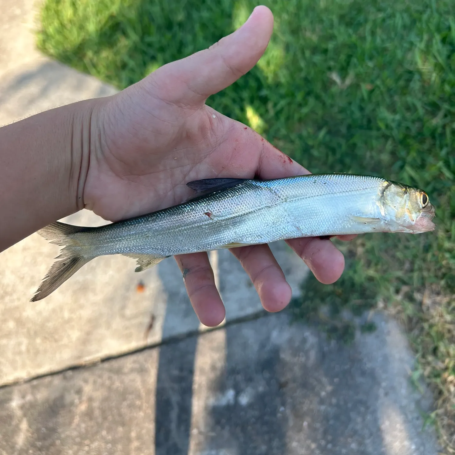 The most recent Ladyfish catches on Fishbrain