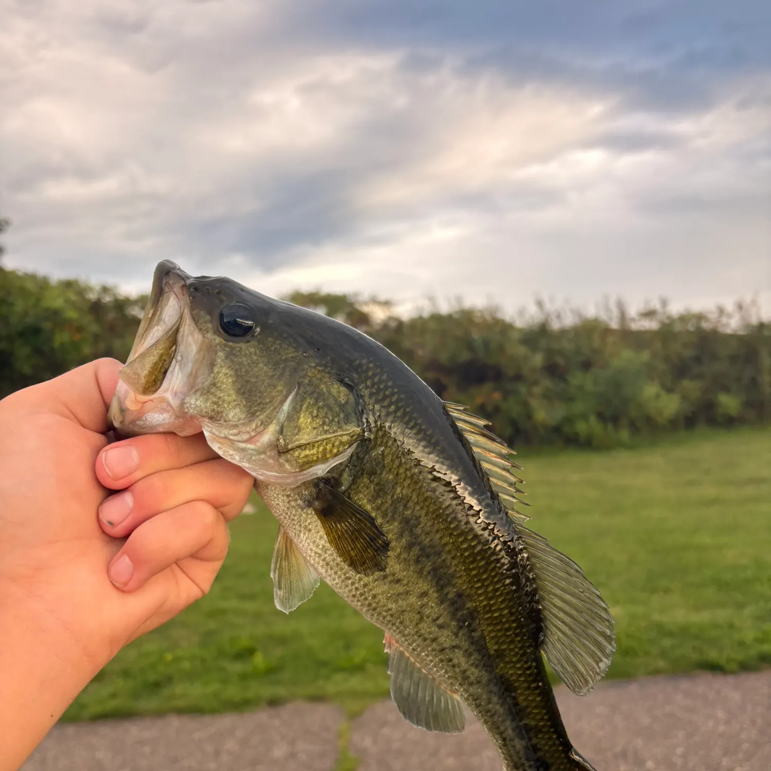 Largemouth bass caught on Fishbrain