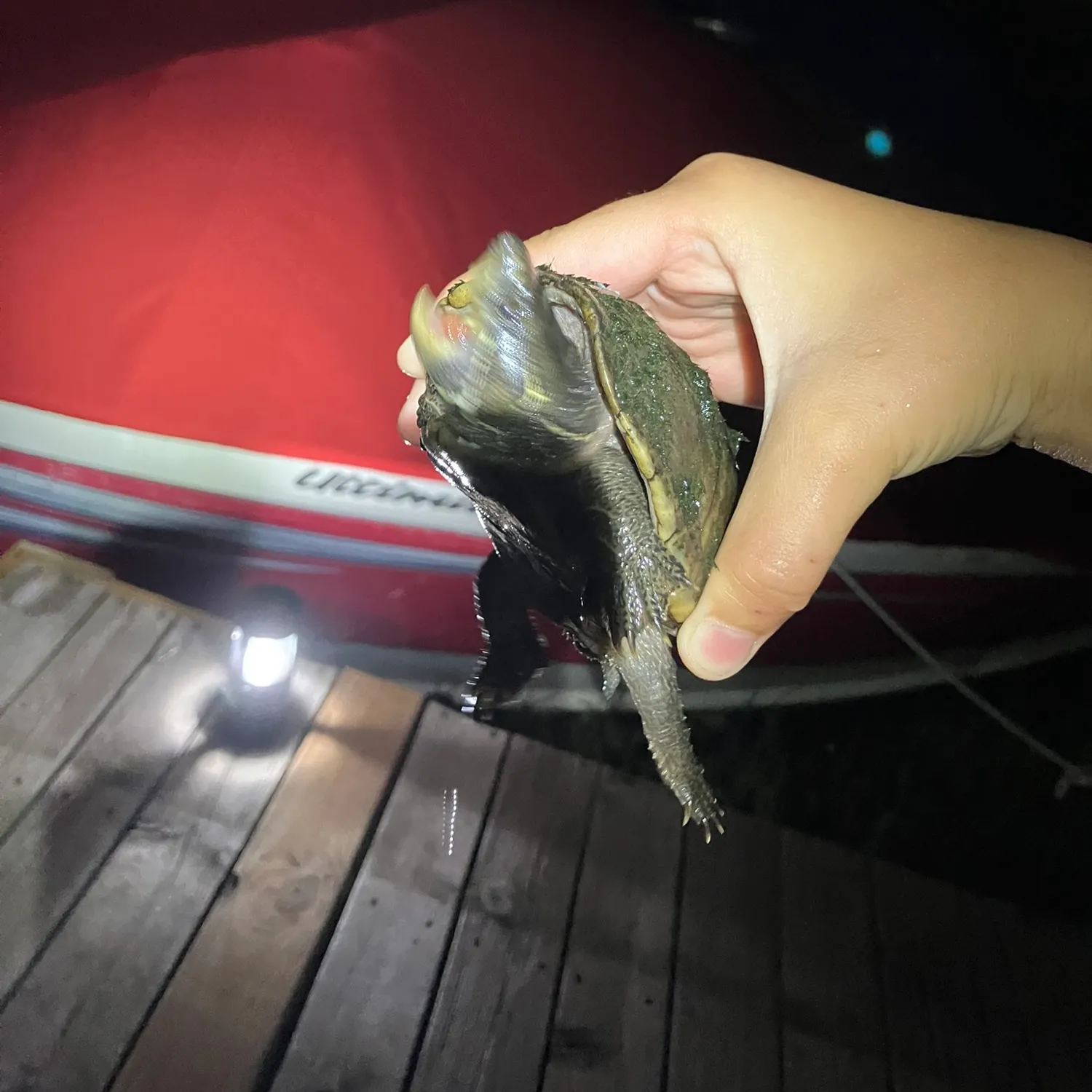 The most recent Eastern musk turtle catches on Fishbrain