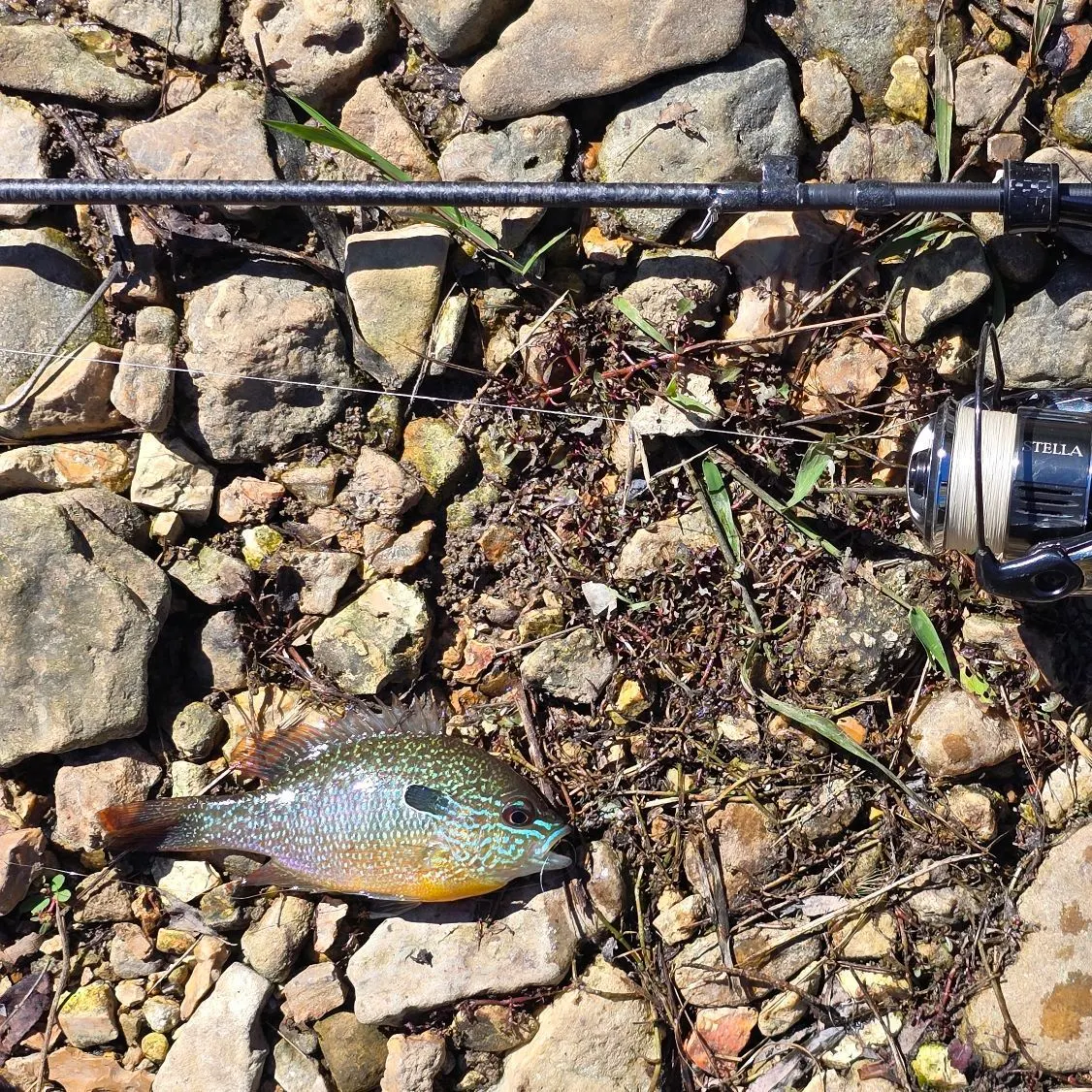 Longear sunfish caught on Fishbrain