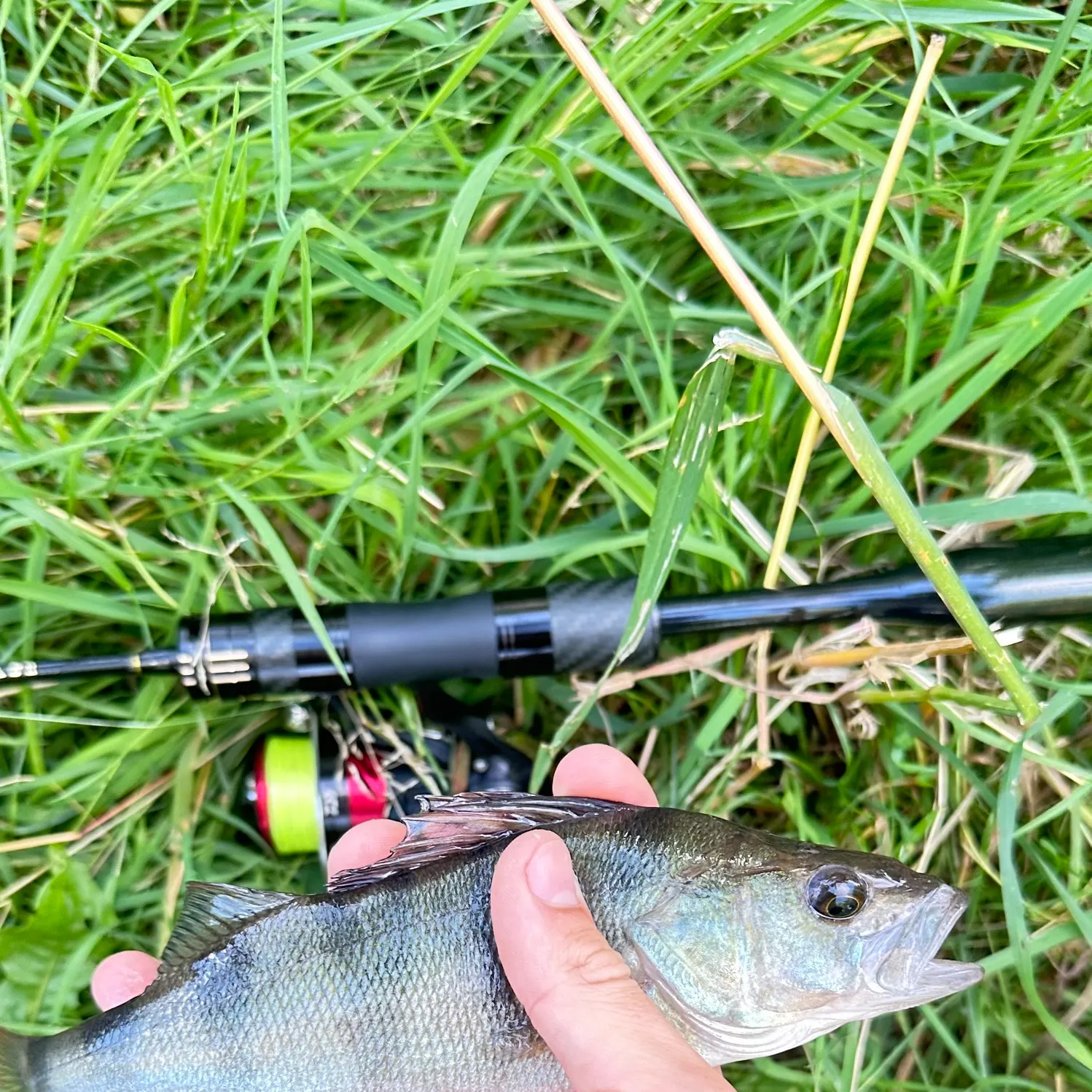 European perch caught on Fishbrain