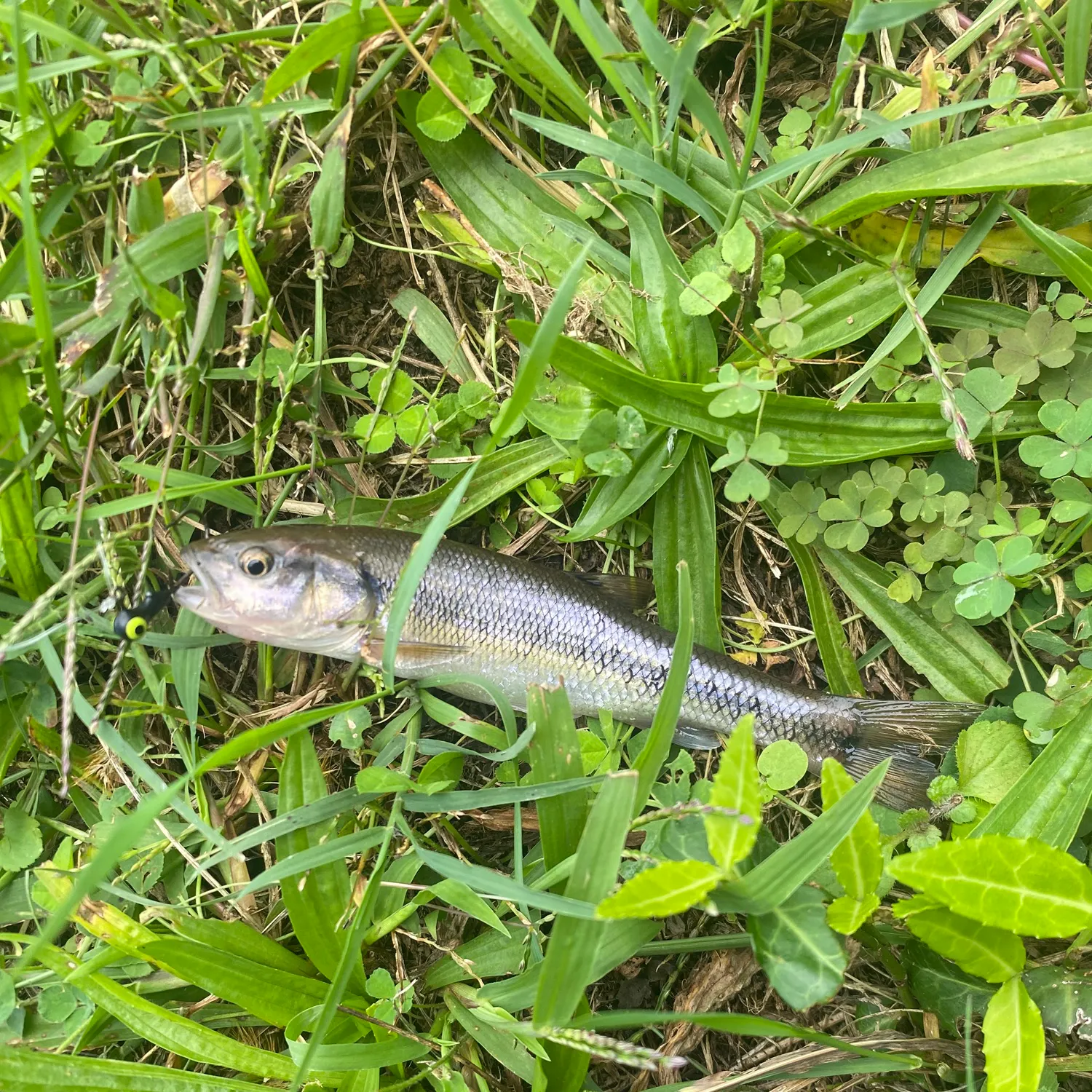 Creek chub caught on Fishbrain