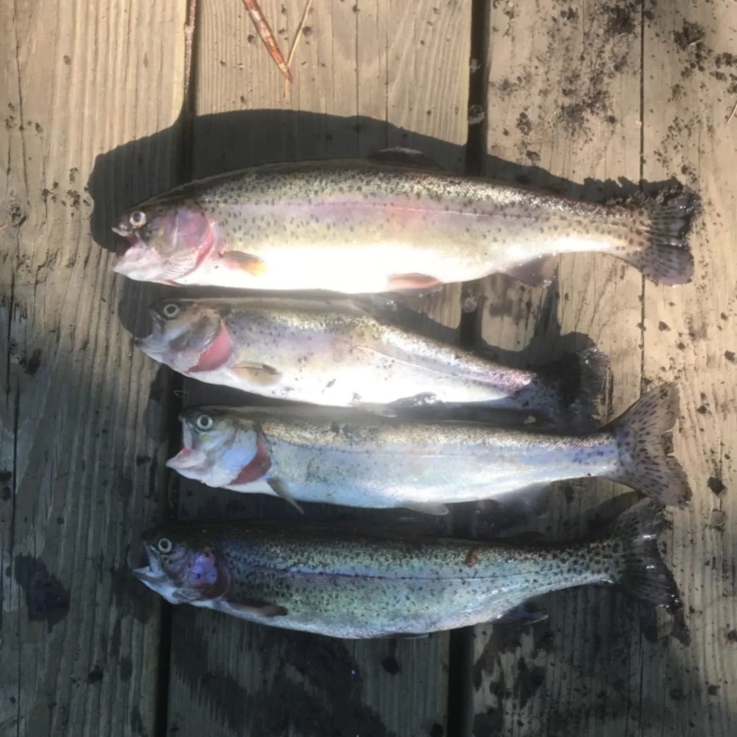 recently logged catches