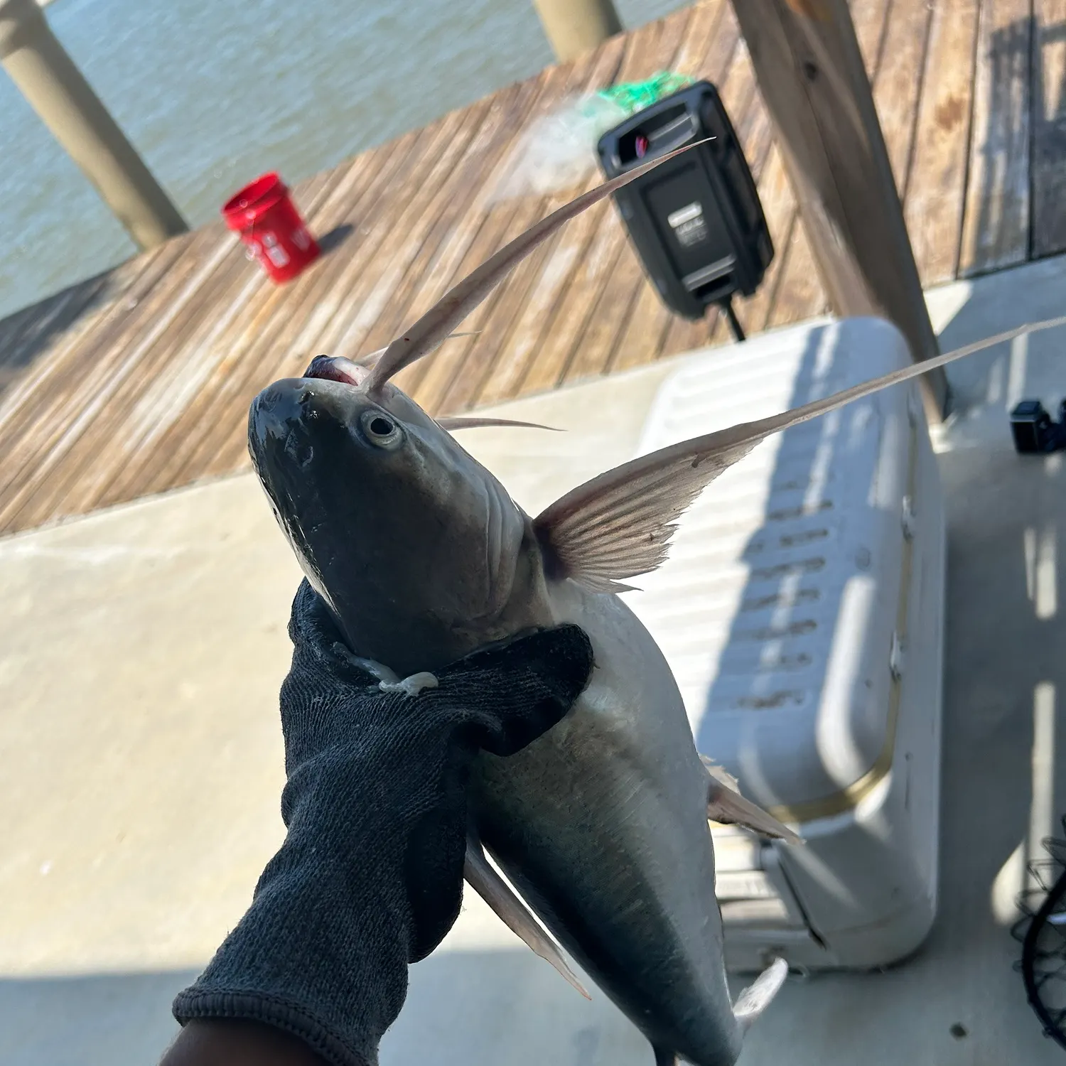 Gafftopsail sea catfish caught on Fishbrain
