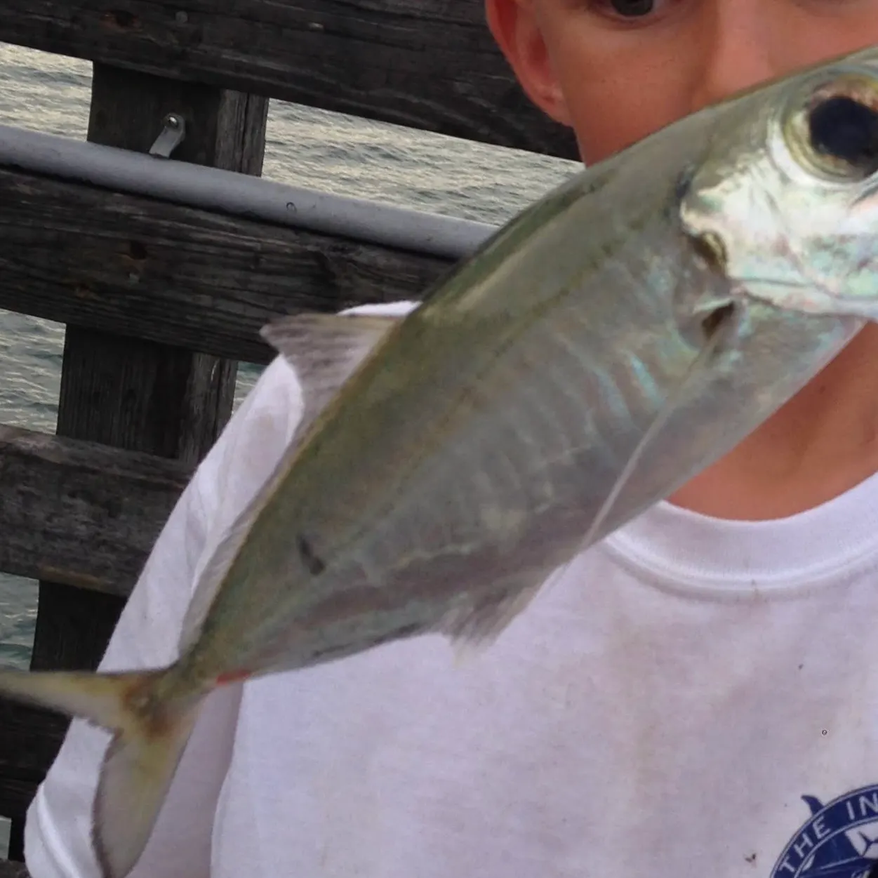The most recent Bigeye scad catches on Fishbrain