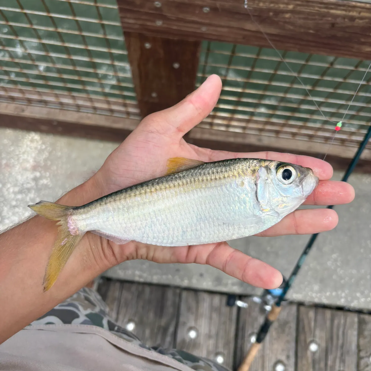 The most recent Scaled herring catches on Fishbrain