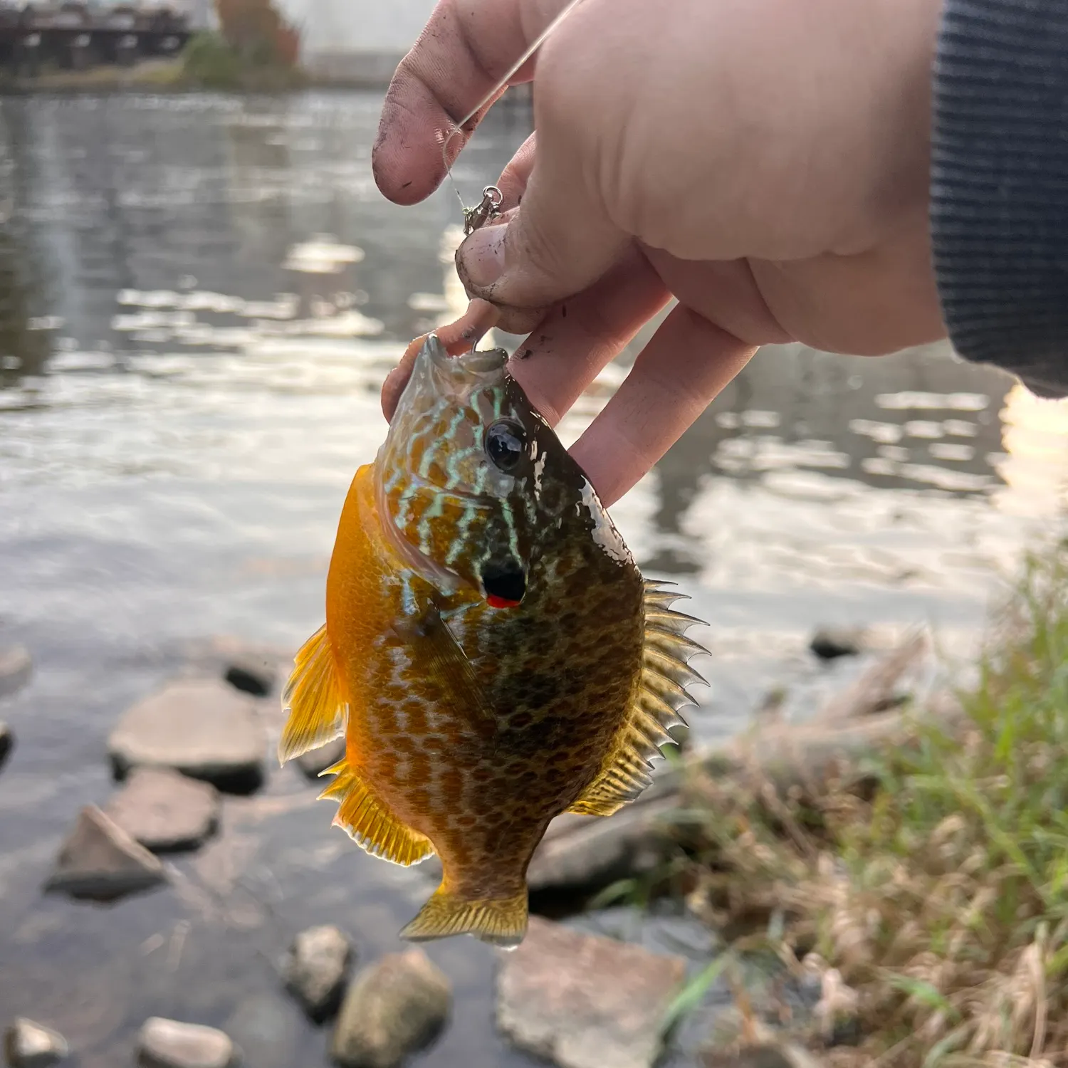 Pumpkinseed caught on Fishbrain