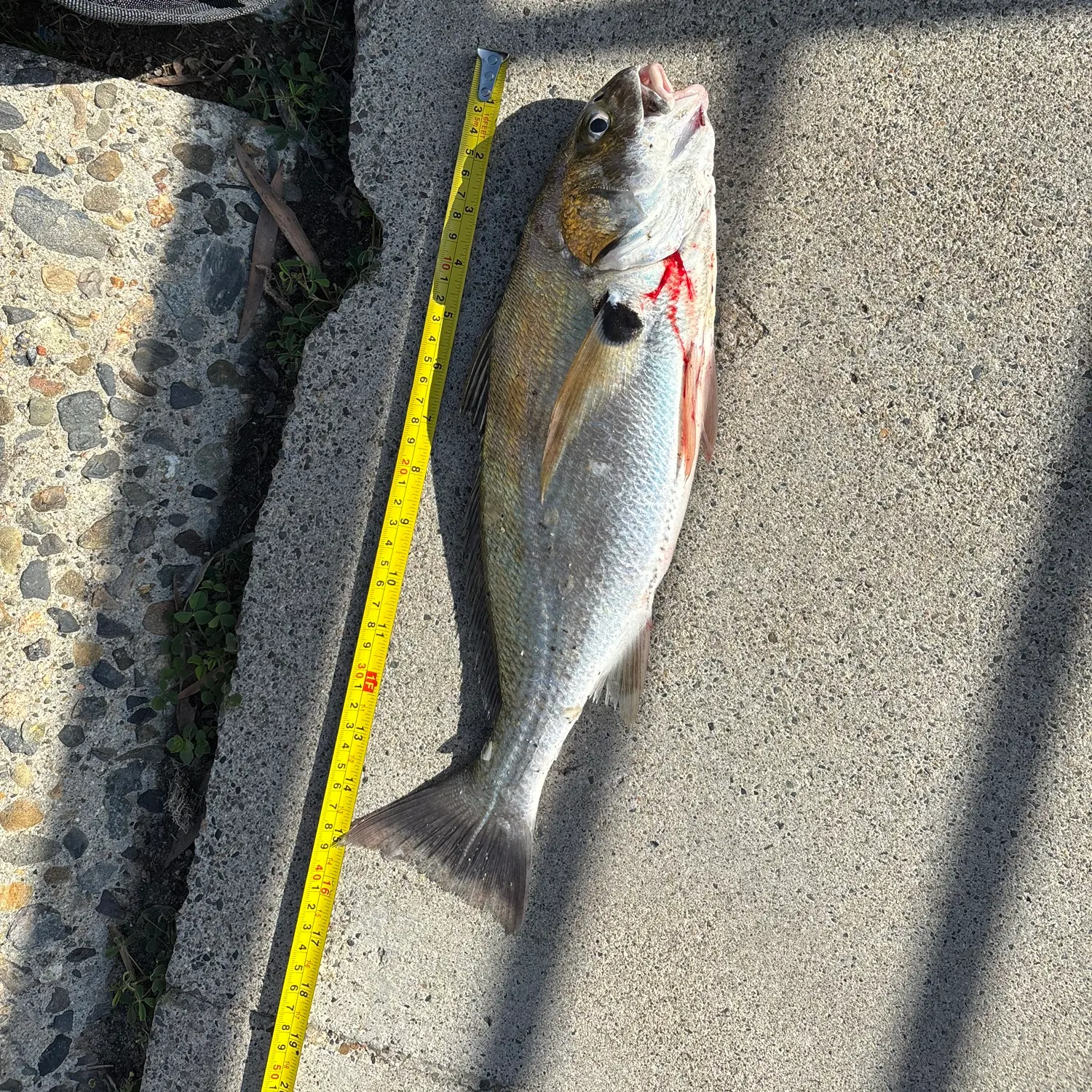 most liked catch image