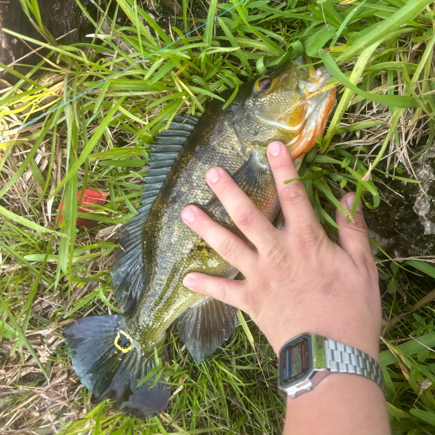 catch
