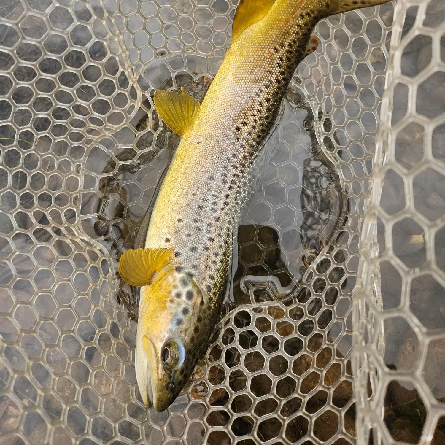 Brown trout caught on Fishbrain