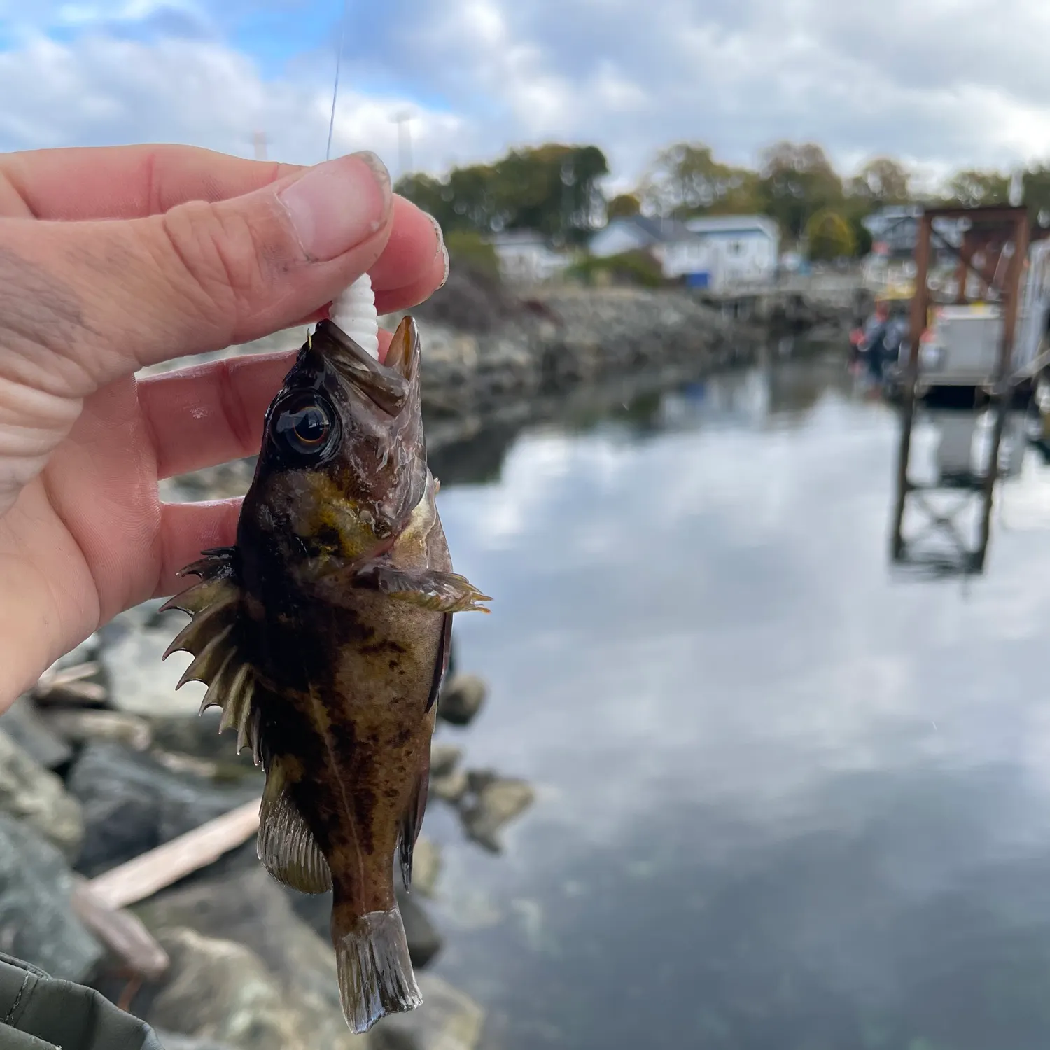 The most recent Copper rockfish catches on Fishbrain